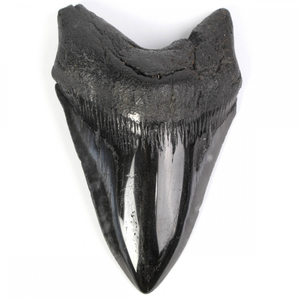 Fotografia Di Confronto Denti Di Squalo Megalodonte Fossilizzato Vs Moderno Grande Dente Di