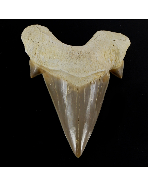 Extinct Shark Tooth - Otodus