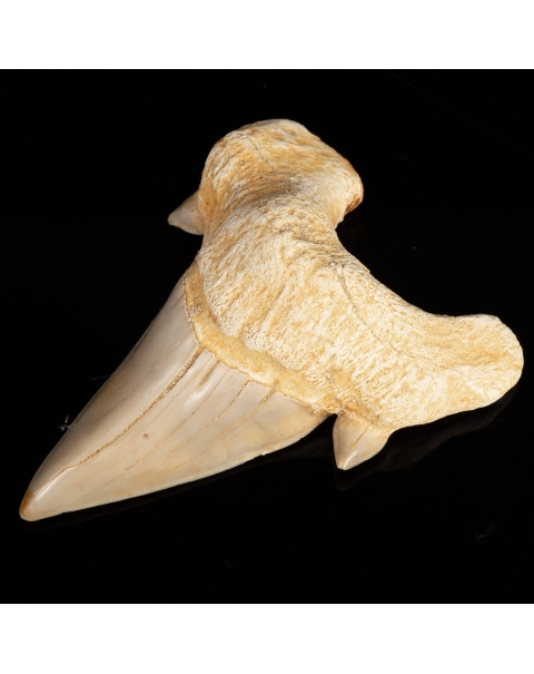 Dente di Squalo estinto - Otodus