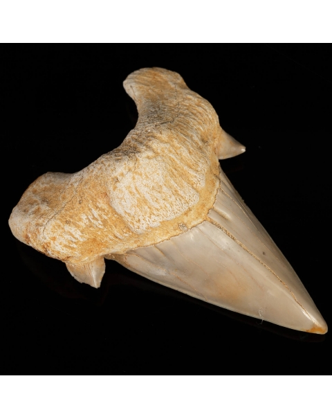 Dente di Squalo estinto - Otodus