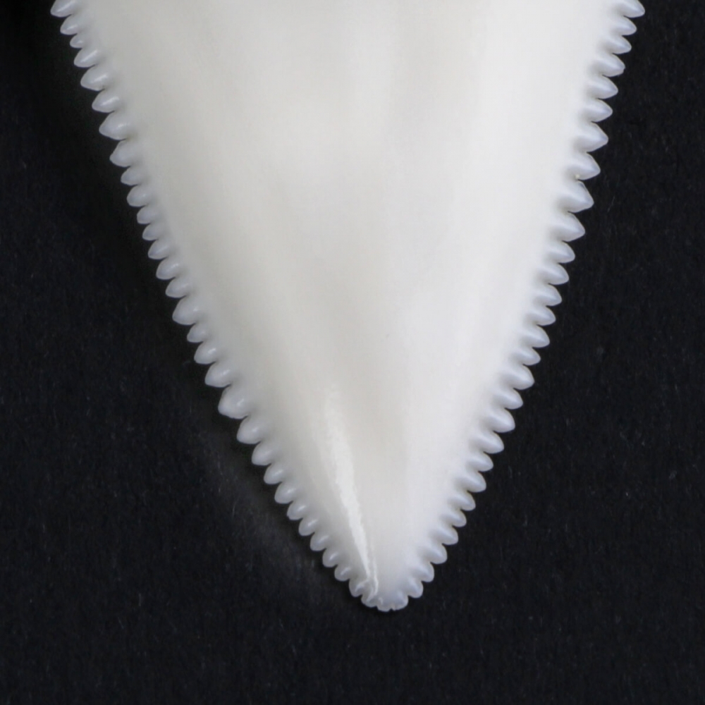 Fasce per capelli da donna,Fasce per capelli alla moda | Fascia per capelli forma di Z - Cerchietto per capelli con dente di squalo antiscivolo, fascia per capelli, per il lavaggio del