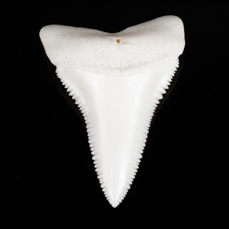 White Shark Tooth