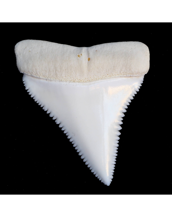 White shark tooth
