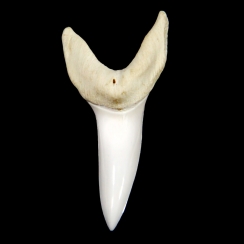 Mako Shark Teeth (10)
