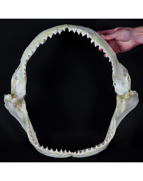 Leuca Shark Mouth
