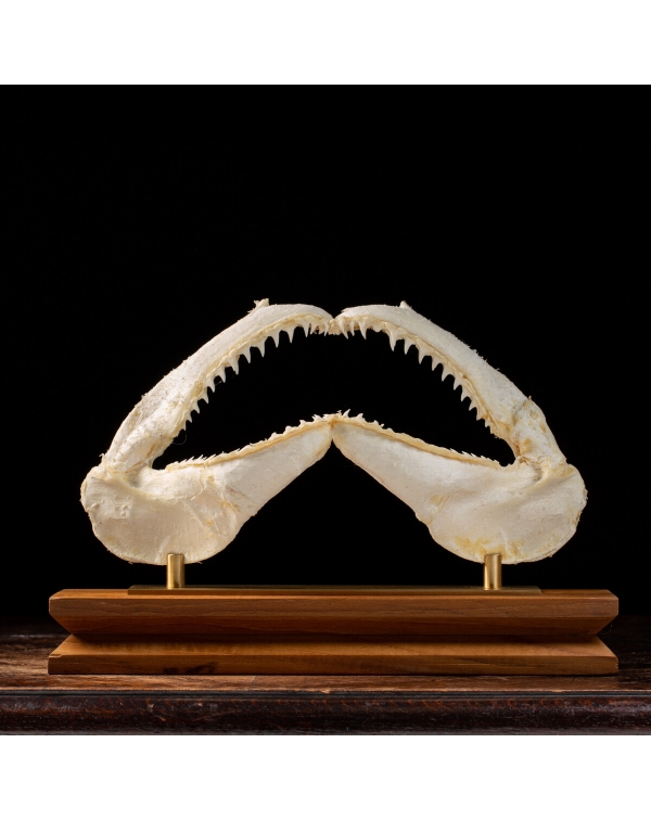 Leuca Shark Mouth