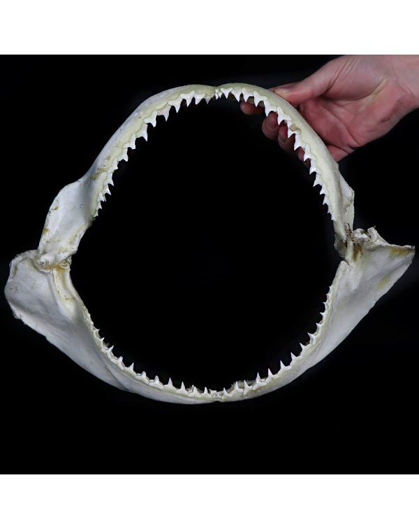 Copper Shark Mouth