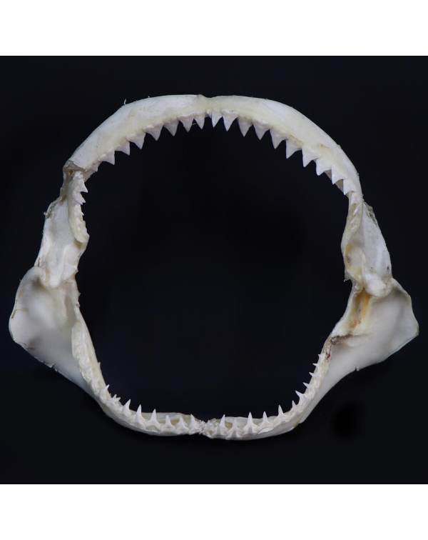 Knopp Shark Mouth