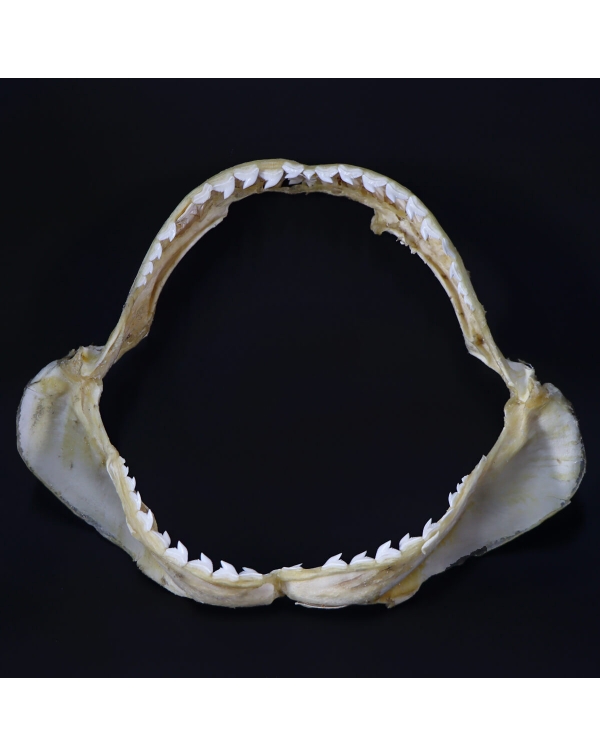 Tiger Shark Mouth