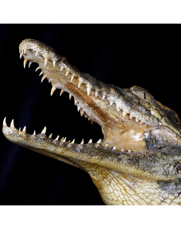Embalmed Crocodile