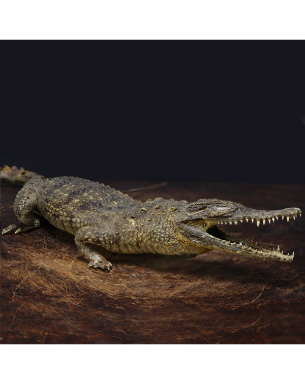 Embalmed Crocodile