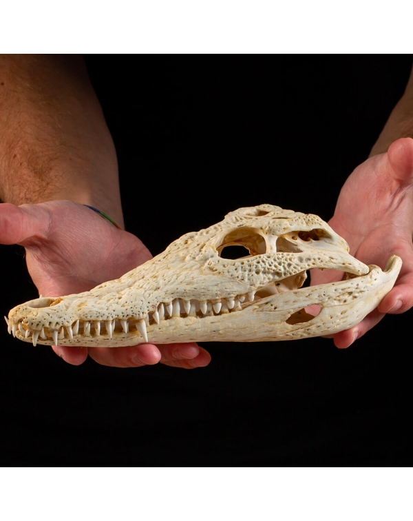 Crocodile skull