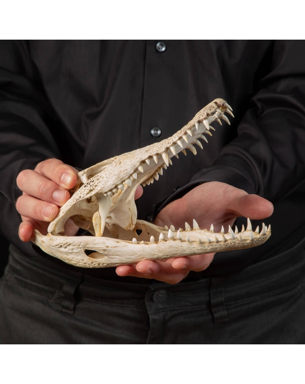 Crocodylus Siamensis Skull
