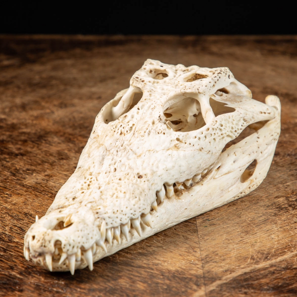 Cranio di Coccodrillo Siamensis CDR-16