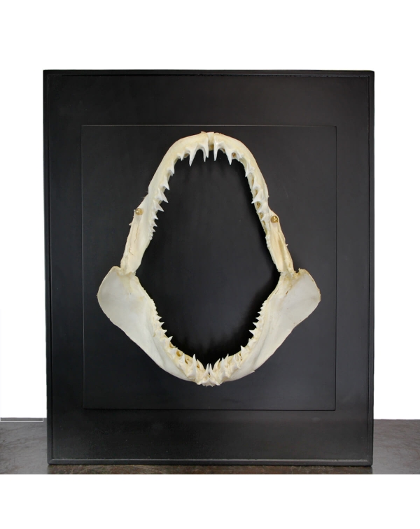 Shark's Mouth on Frame 