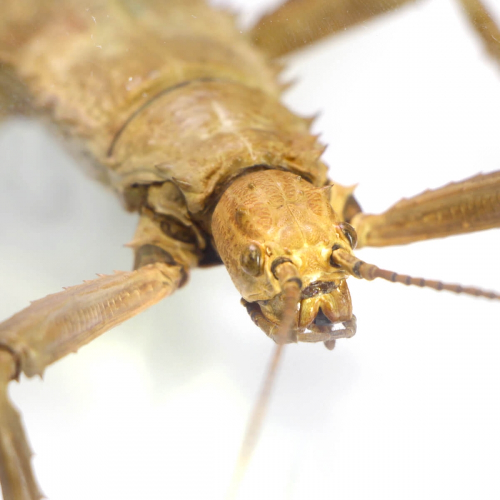 Eurycantha Horrida