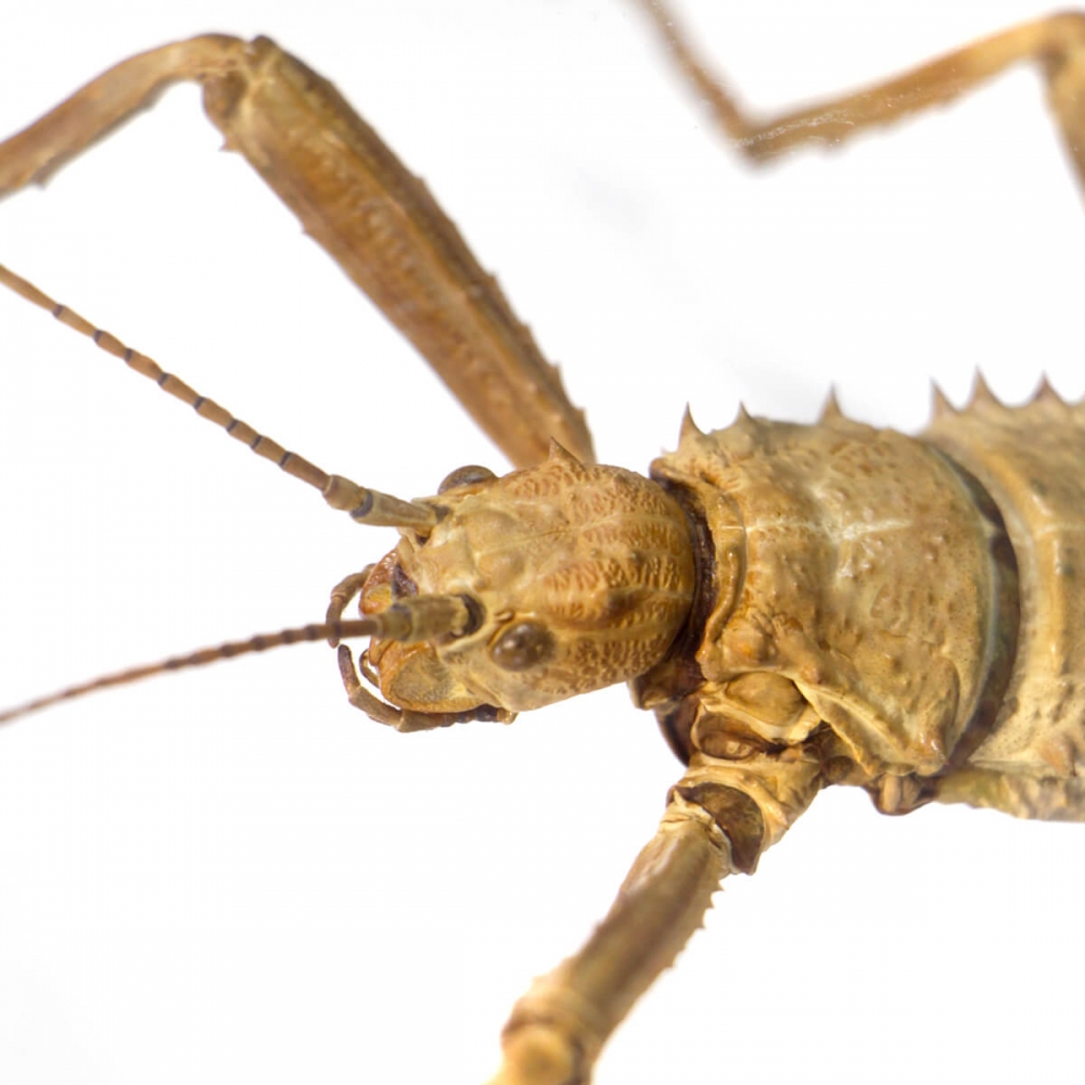 Eurycantha Horrida