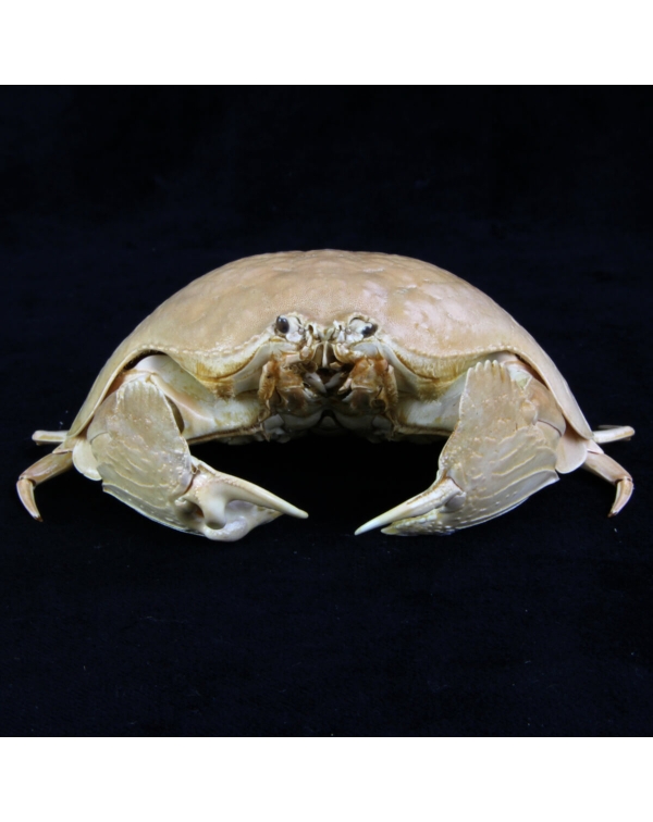 Parthenopidae Crab
