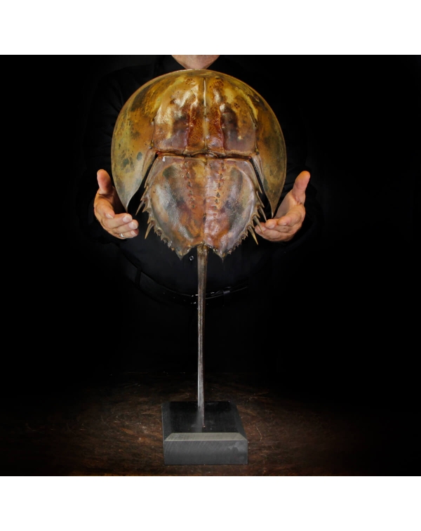 Limulus Polyphemus
