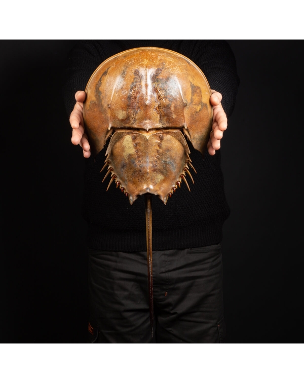 Limulus Polyphemus