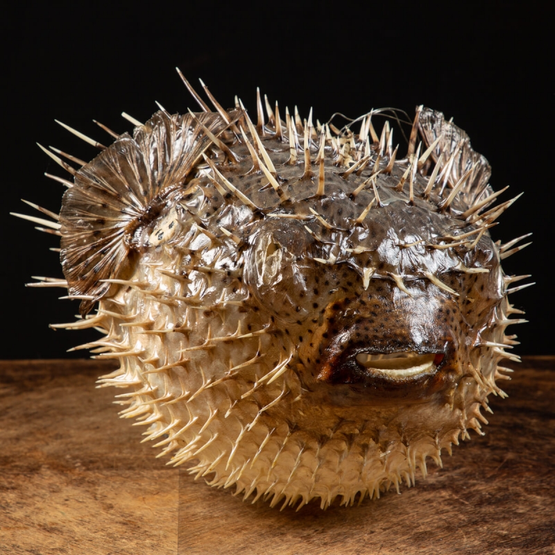 Porcupinefish - Diodon Histrix