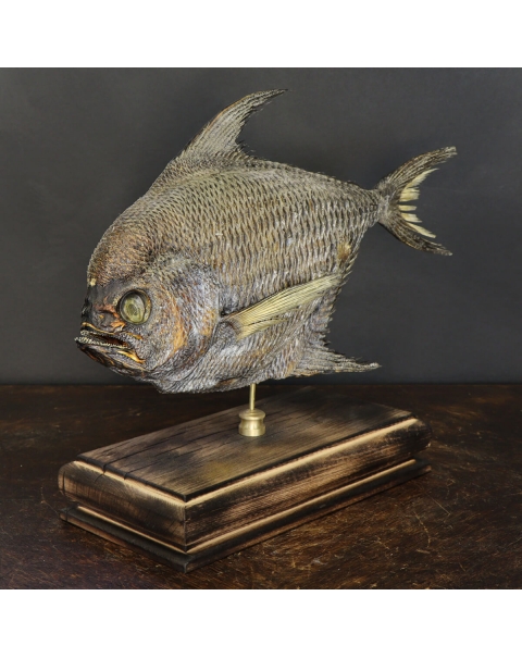 Chestnut Pomfret Bramidae Sp.