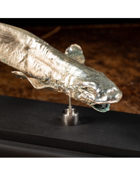 Silver Plated Catsharks