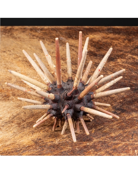 Sea Urchin - Phyllacanthus irregularis