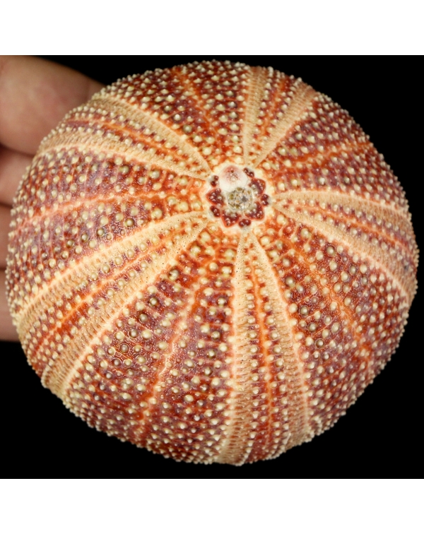 Sea Urchin - Echinus esculentus