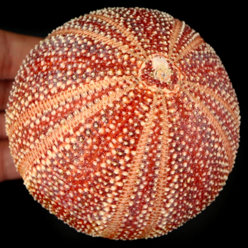 Sea Urchin - Echinus esculentus