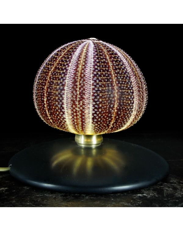 Sea Urchin Lamp