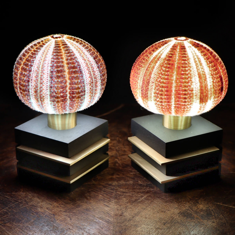 Lampade - Ricci di Mare su base di design