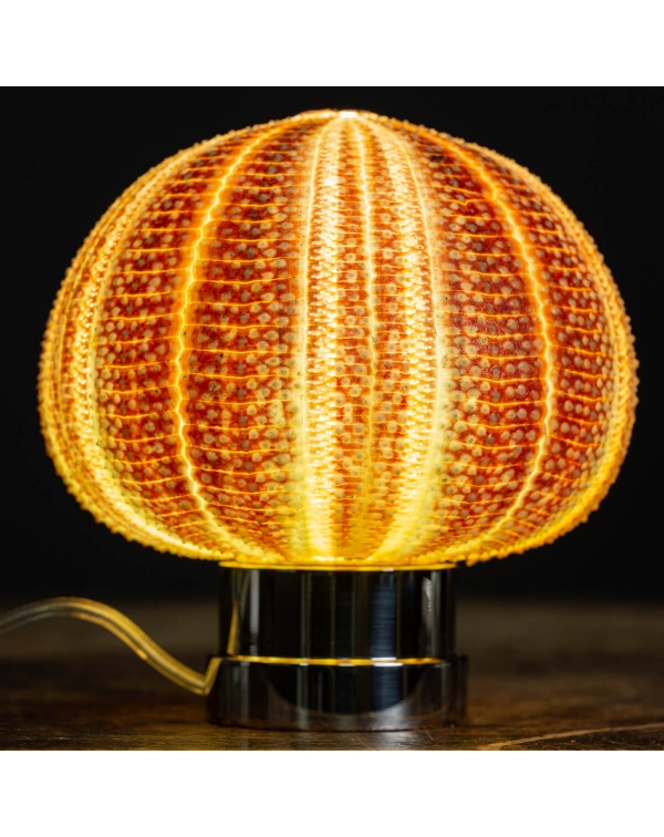 Sea Urchin Lamp