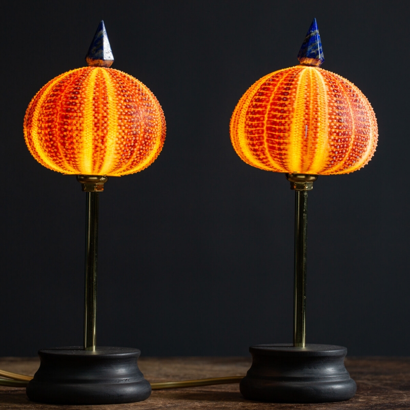 Pair Sea urchin Lamp