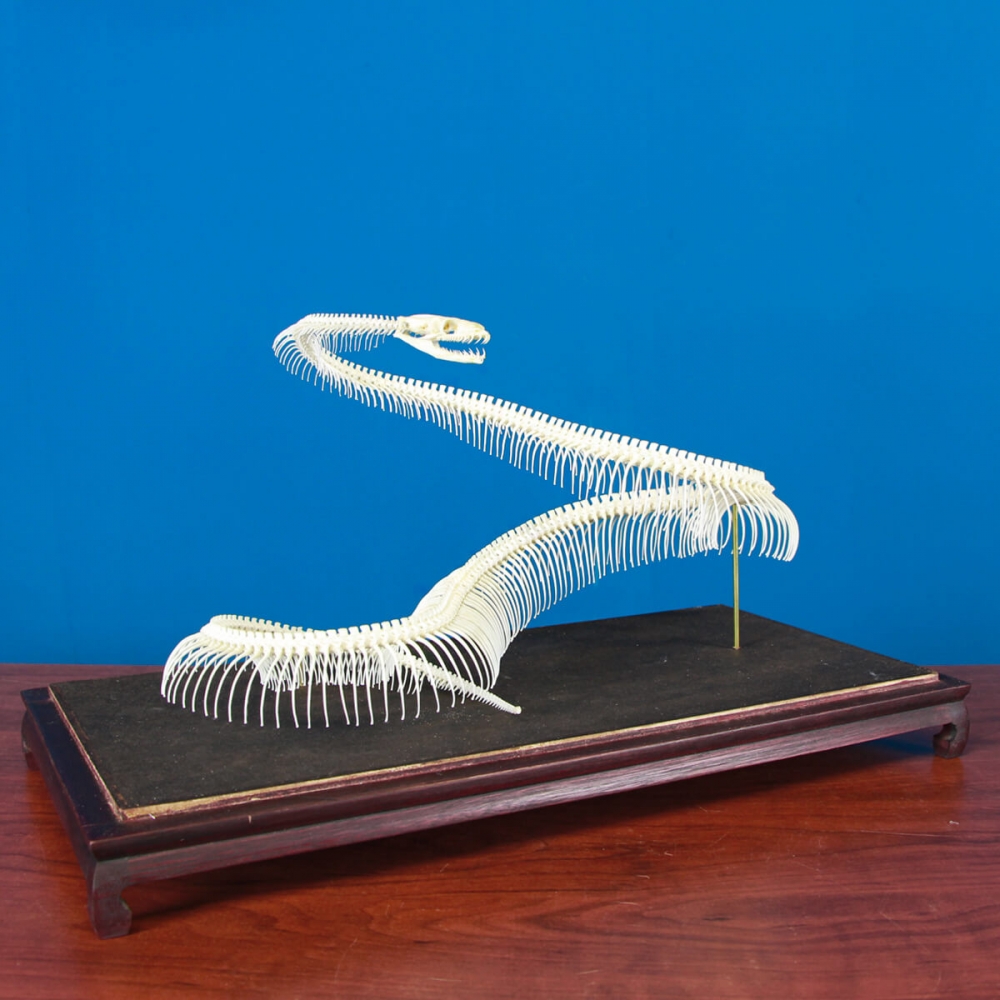 Reconstructie van het slangenskelet - Koninklijke Python