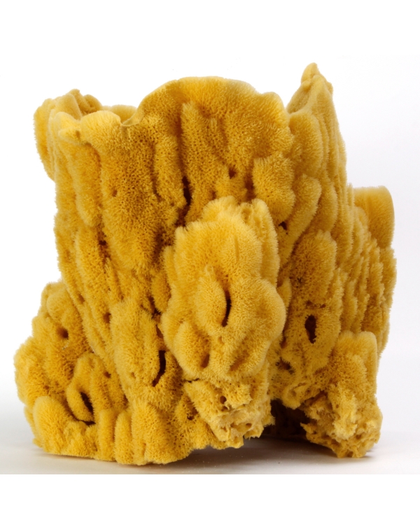 Natural Sponge - Spongia Officinalis