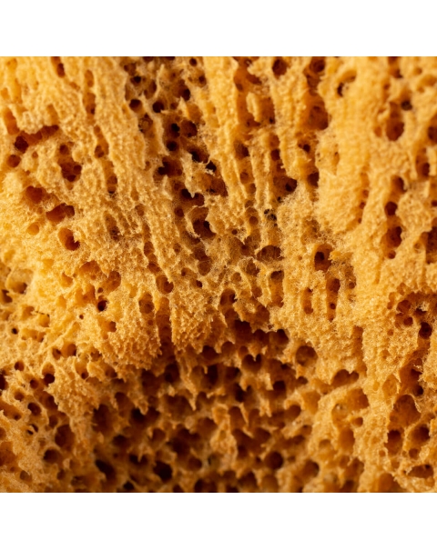Natural sponge - Spongia Officinalis