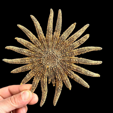 Pycnopodia Helianthoides "Sunflower Starfish&...
