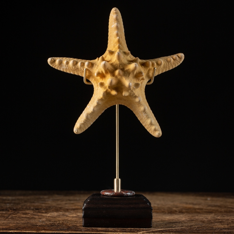 Starfish on Pedestal