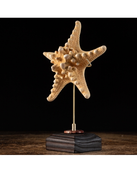 Starfish on Pedestal