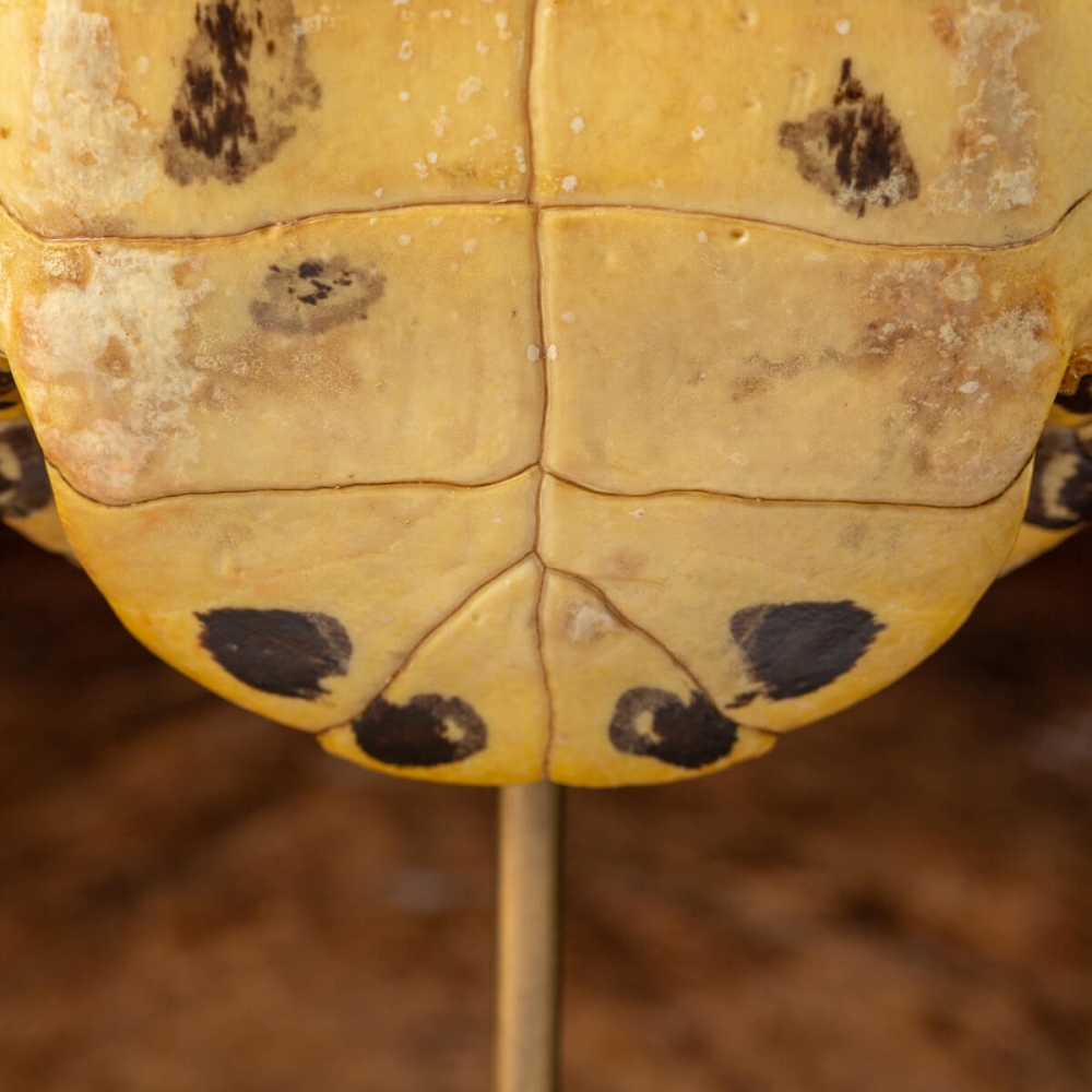 Guscio Di Tartaruga Marina Gigante Antico O Carapace Su Italia | Guscio Di Tartaruga Gigante Prezzo, Tartaruga Senza Guscio, Guscio Di Tartaruga Prezzo - Foto 11