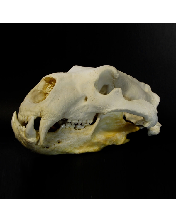 Polar Bear Skull 