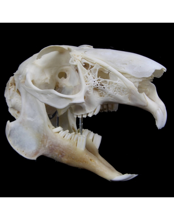 Lepus Europaeus Skull