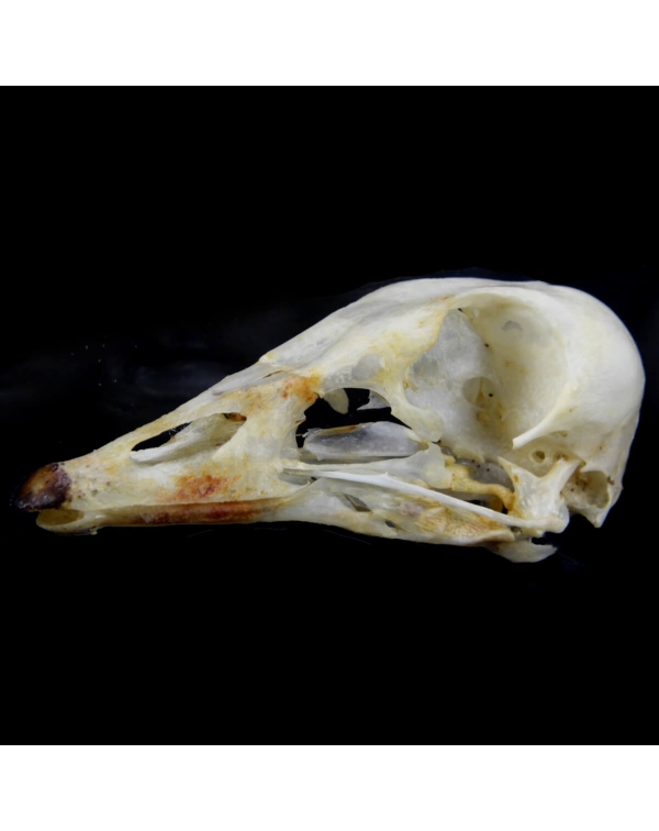 Australian Wood Duck Skull - Chenonetta Jubata