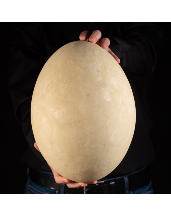 Aepyornis Egg
