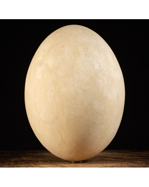 Aepyornis Egg