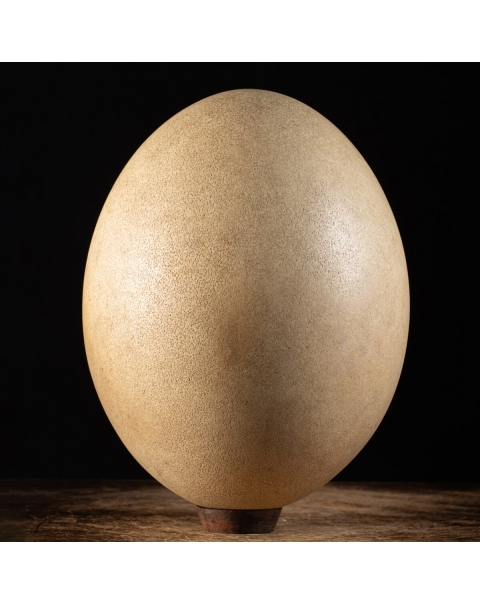 Aepyornis Egg (completely intact)
