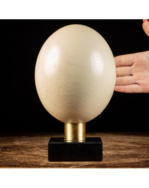 Ostrich Egg 
