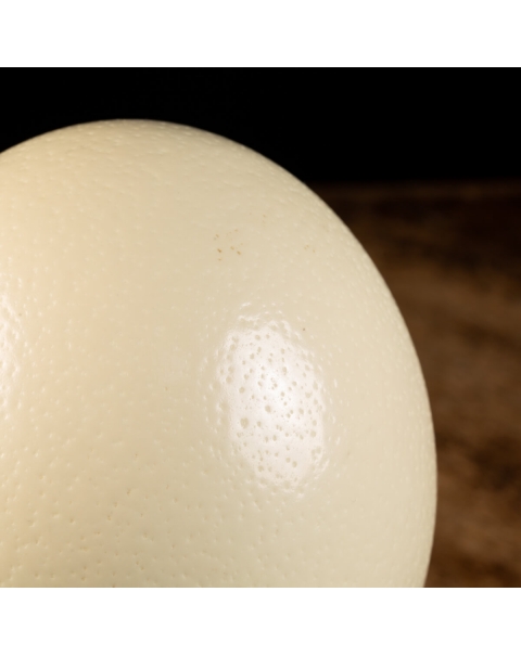 Ostrich Egg 