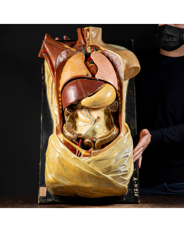 Ancient Human Anatomical Model - Shimadzu Kyoto